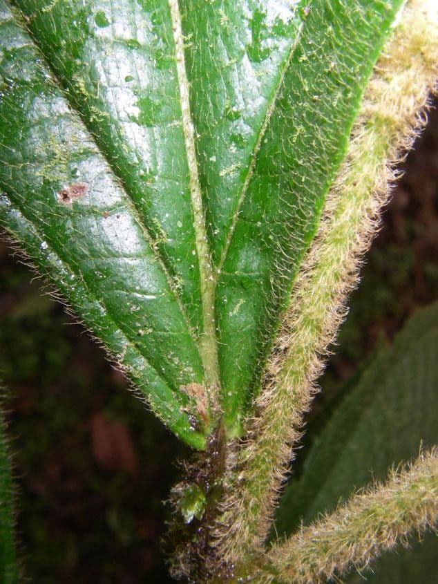 Miconia 12