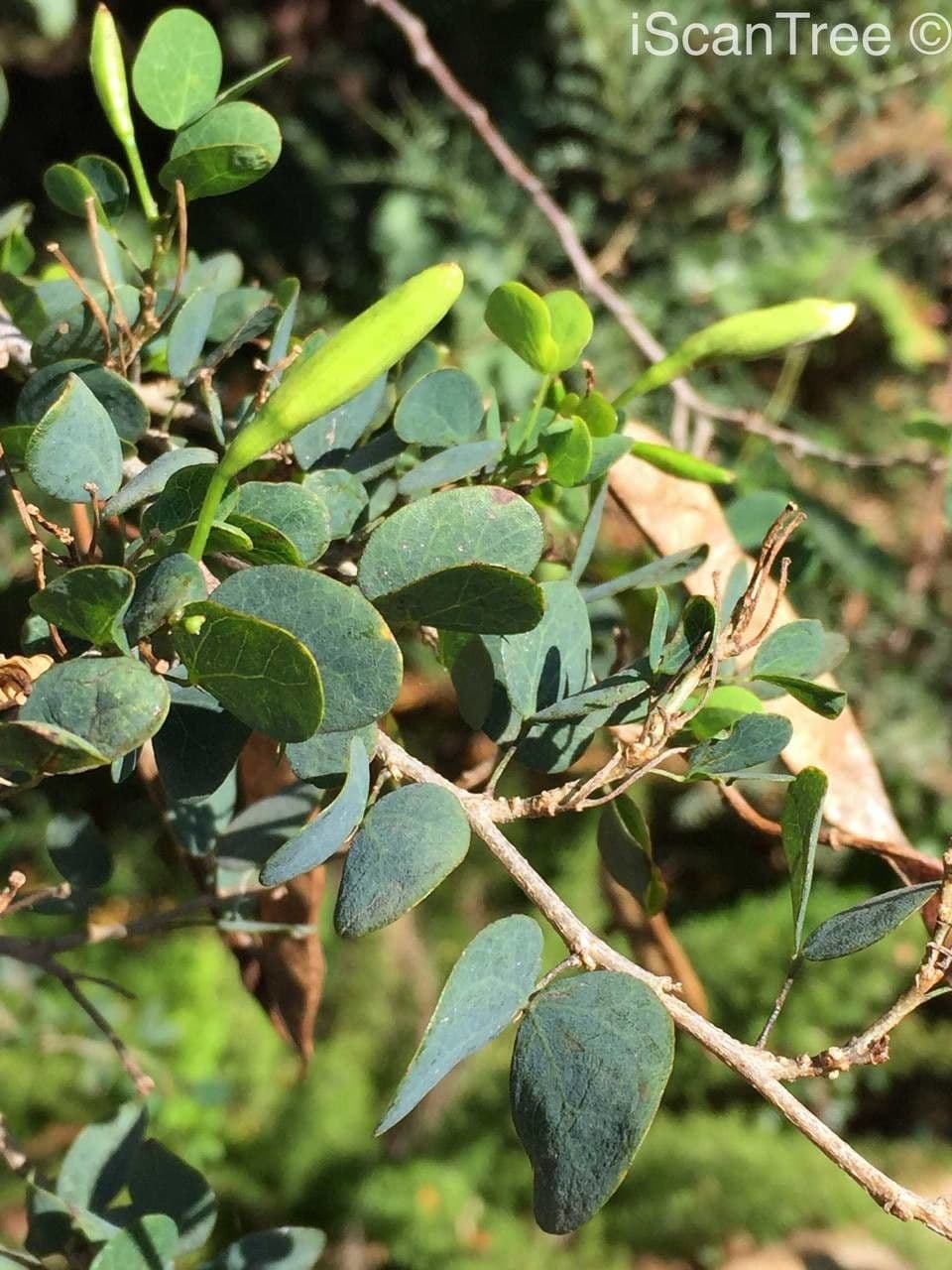 Bauhinia 4