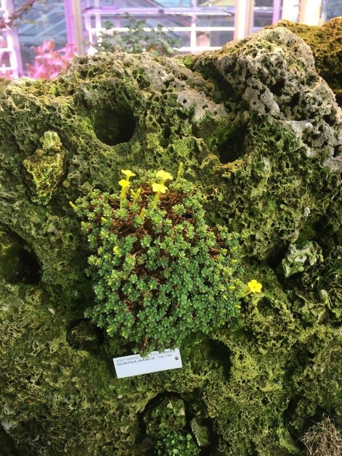 Dionysia