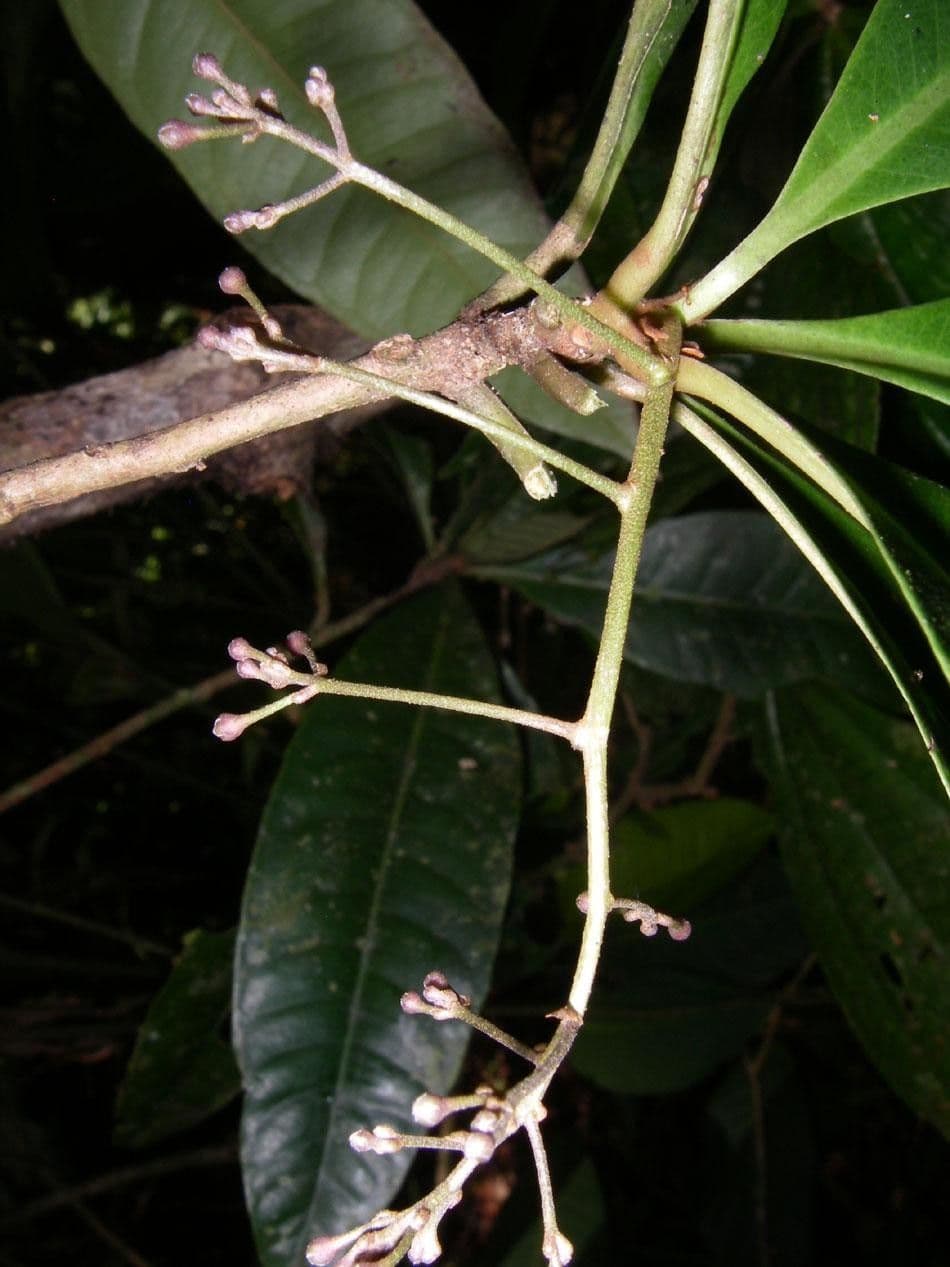 Hymenandra 7
