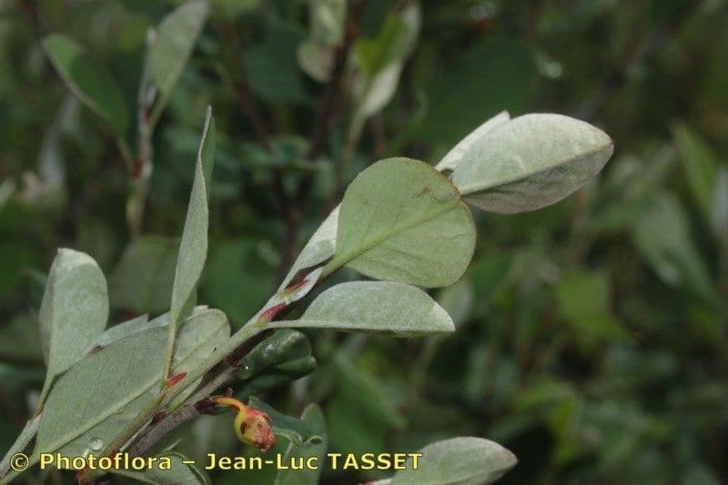 Cotoneaster 12