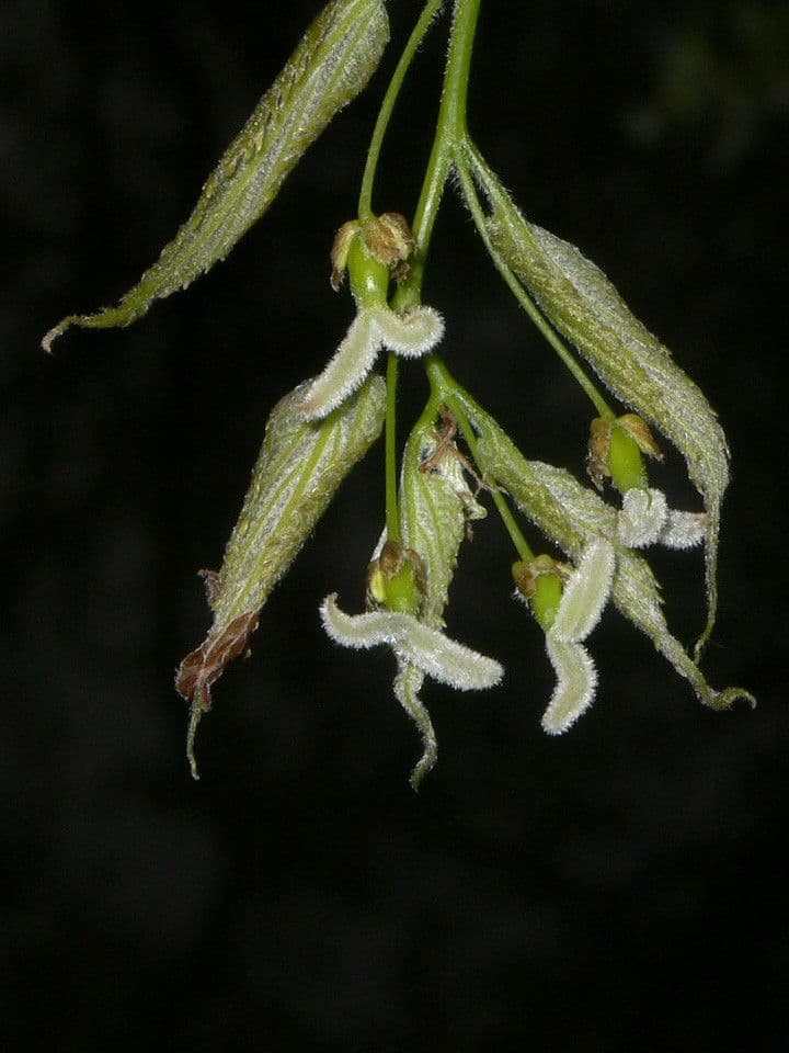 Bagolaro 8