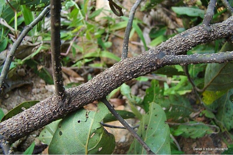 Cryptocarya 3