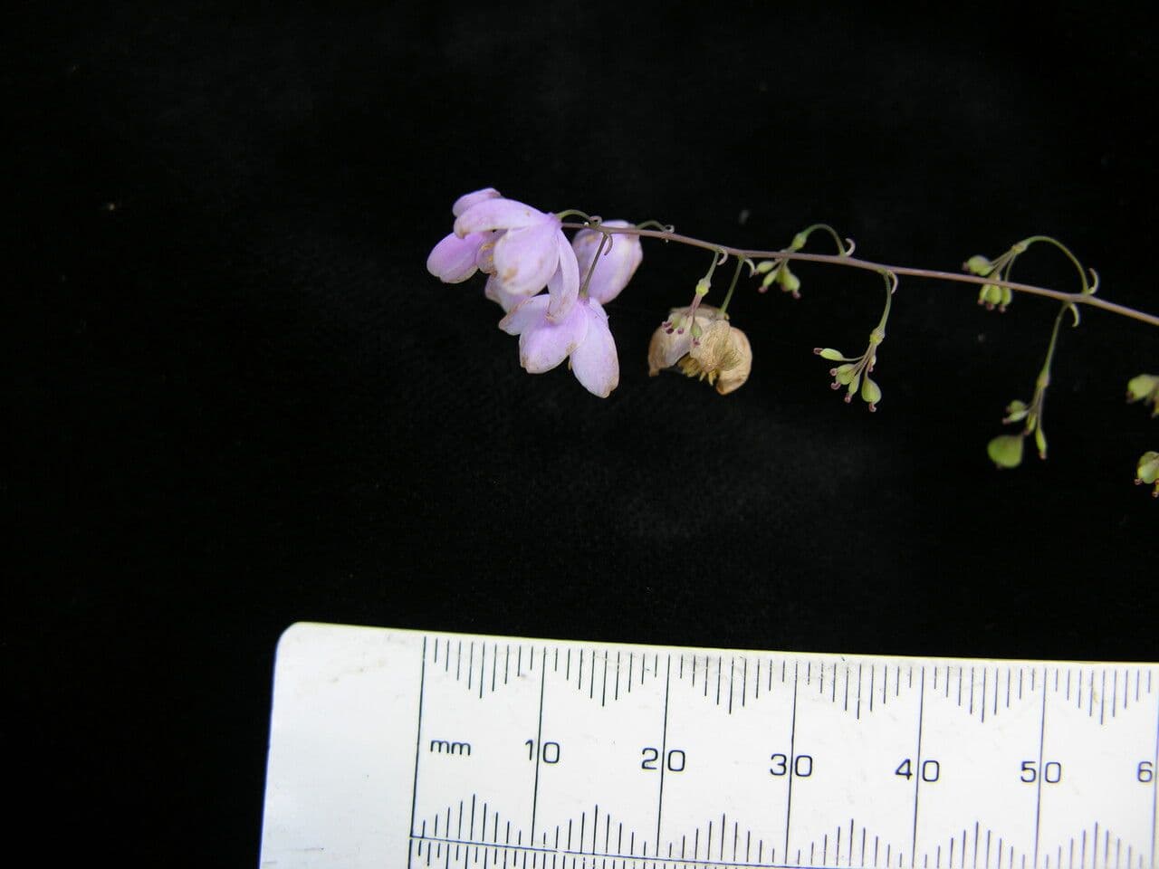 Aquilegia celidonioide 3