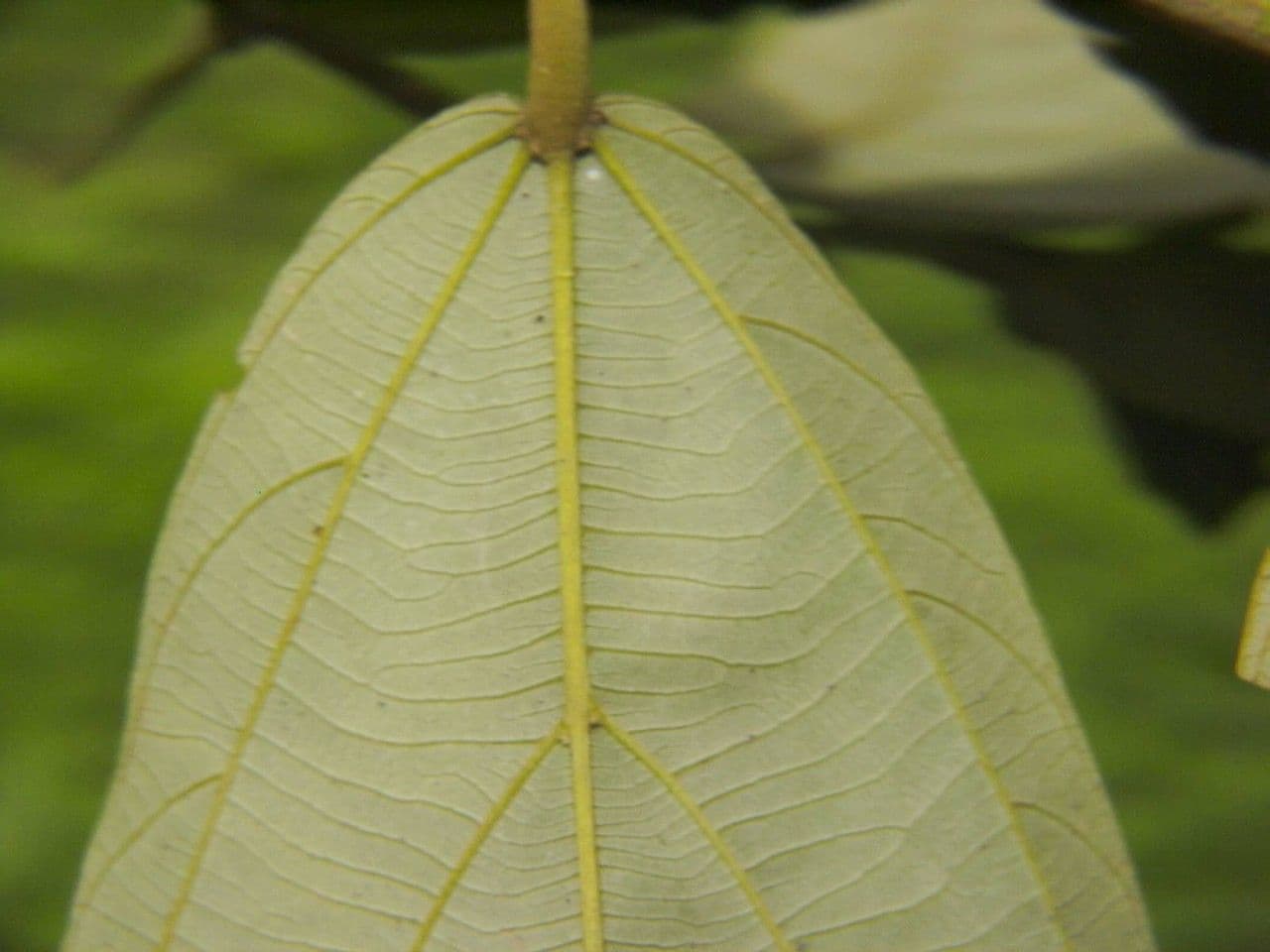 Apeiba 13