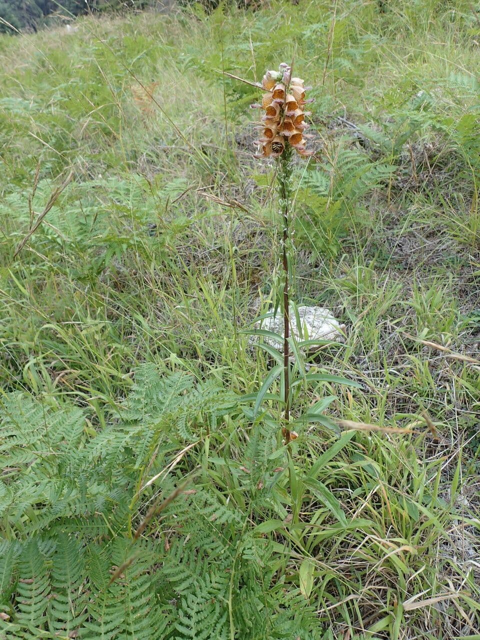 Digitale rugginosa 15