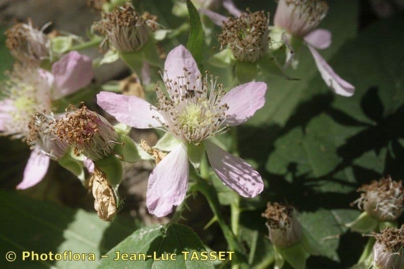 Brombeere 2