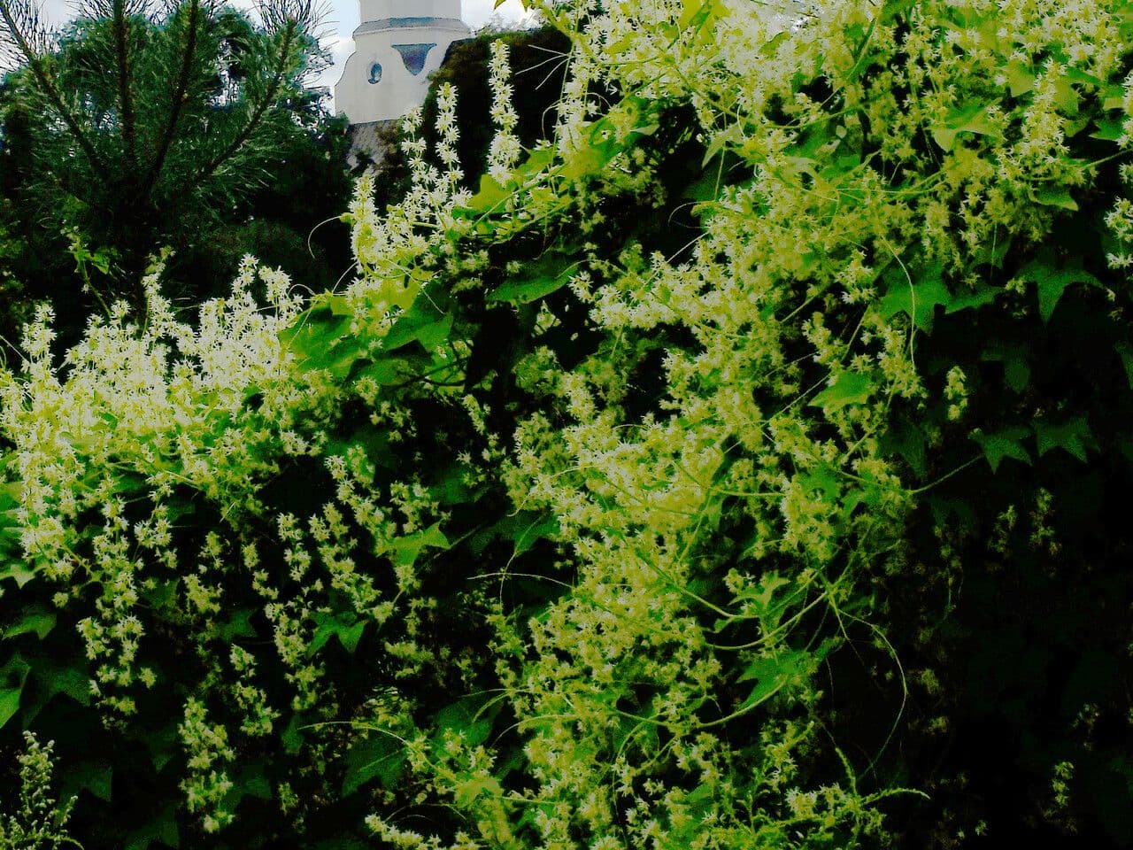 Zucca spinosa 8