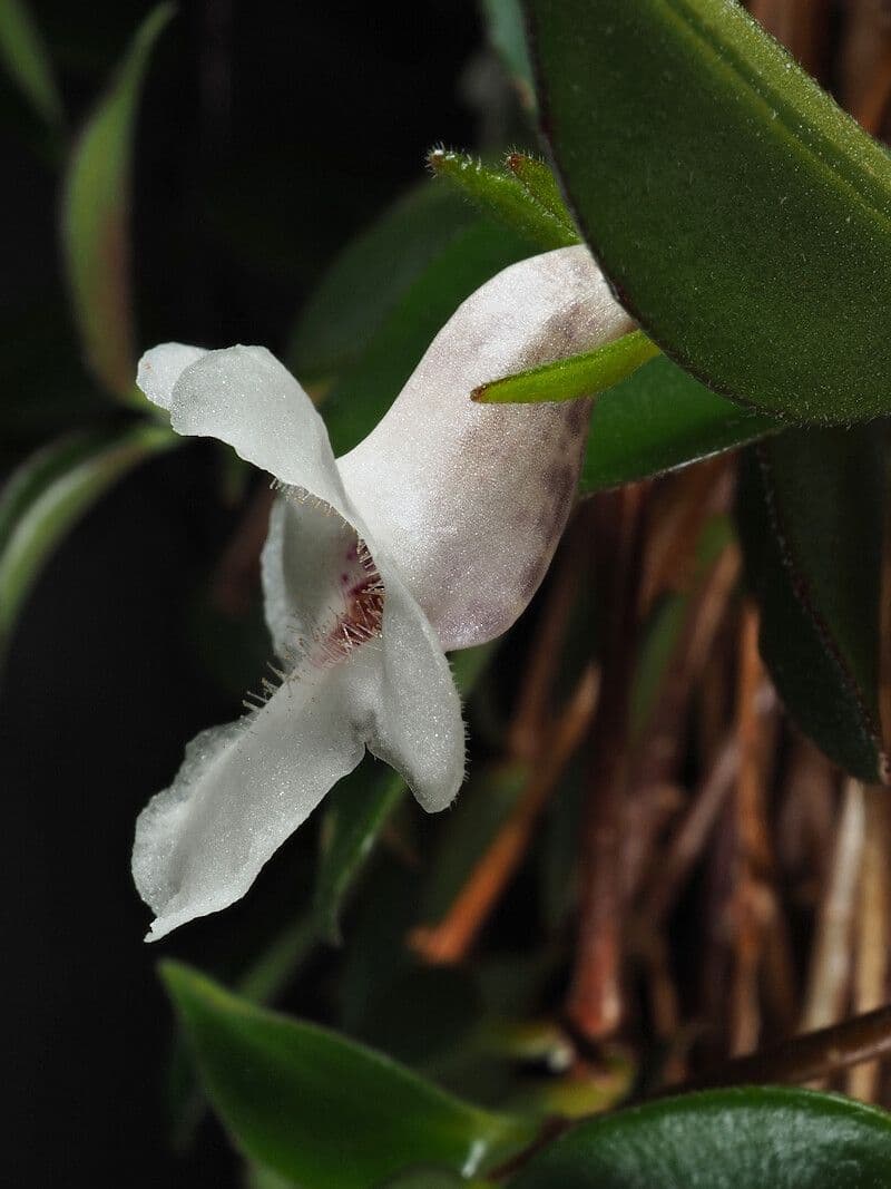 Codonanthopsis tlustolistá