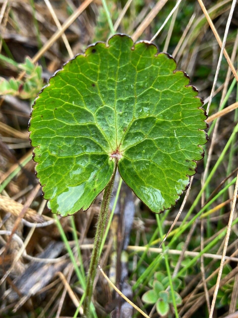 Ranuncolo peruviano 5