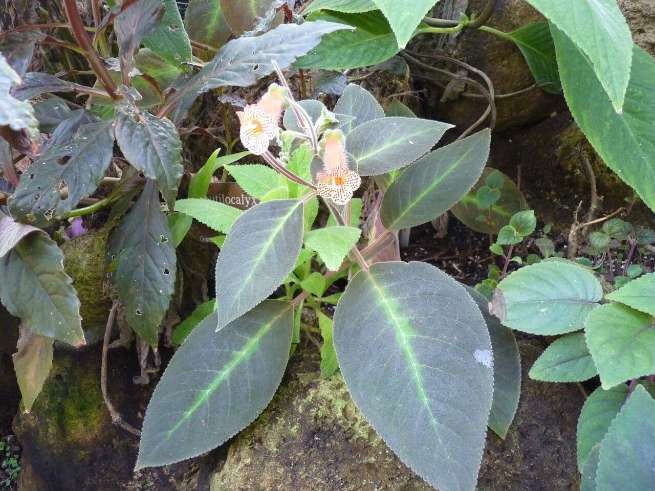 Kohleria 15
