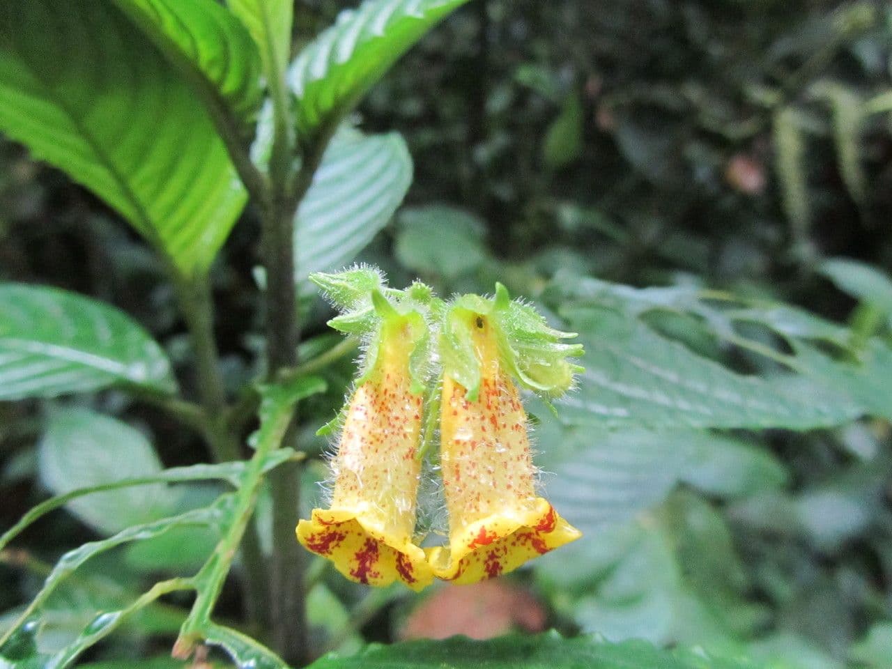 Gasteranthus 5