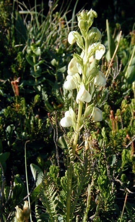Pedicularia 9