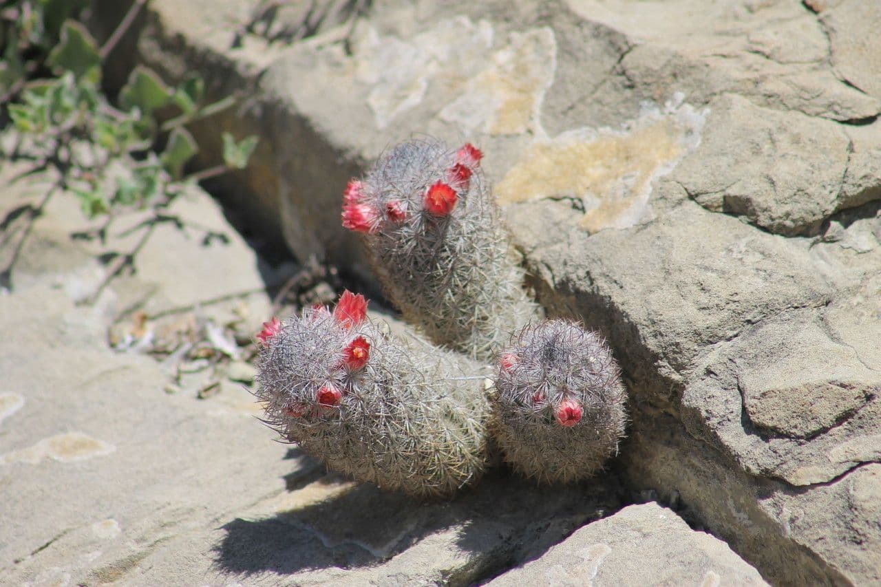 Cactus Mammillaria à queue de rat 6