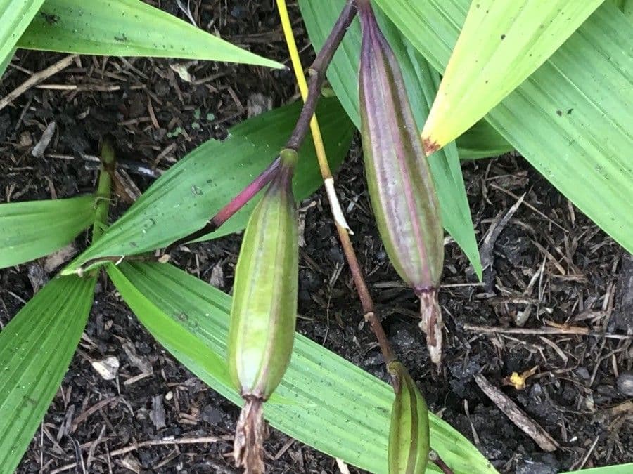 Calanthe