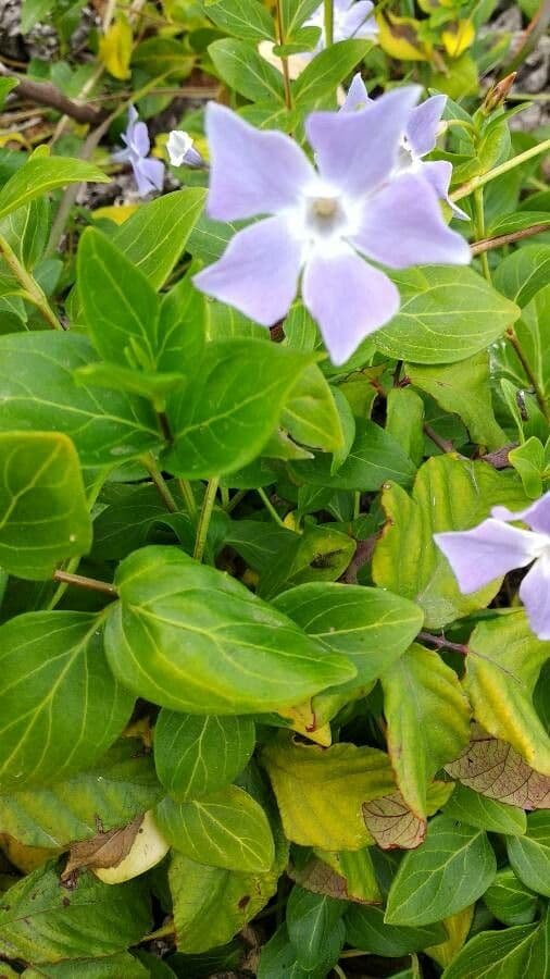 Pervinca difforme 21