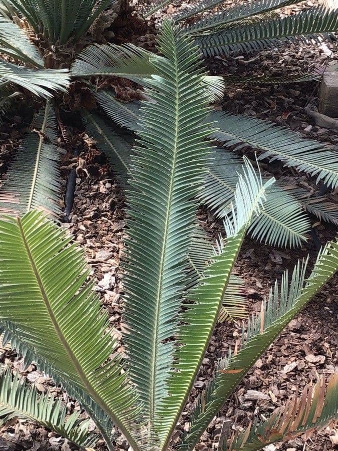 Dioon 3