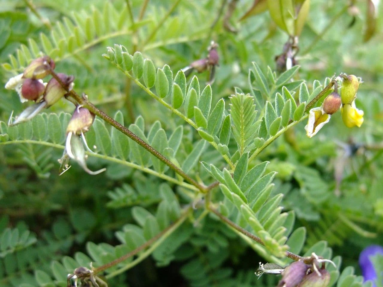 Astragalus penduliflorus 20