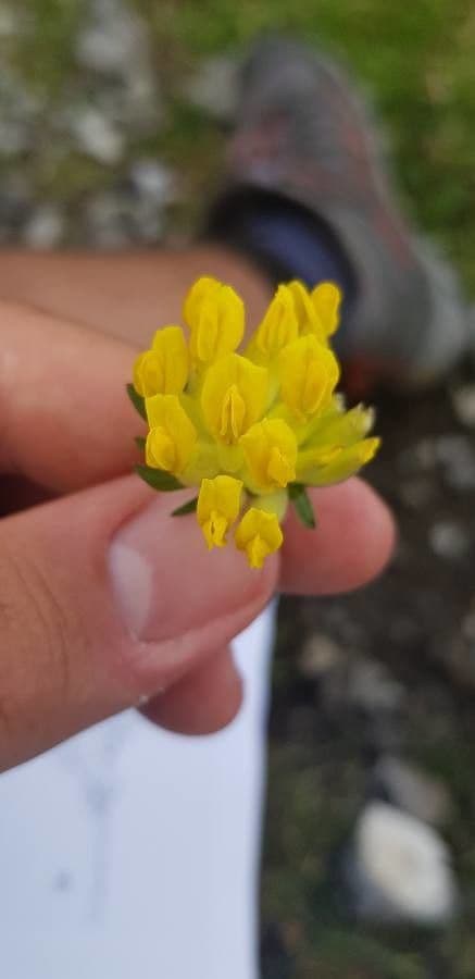 Antyllis alpina 4