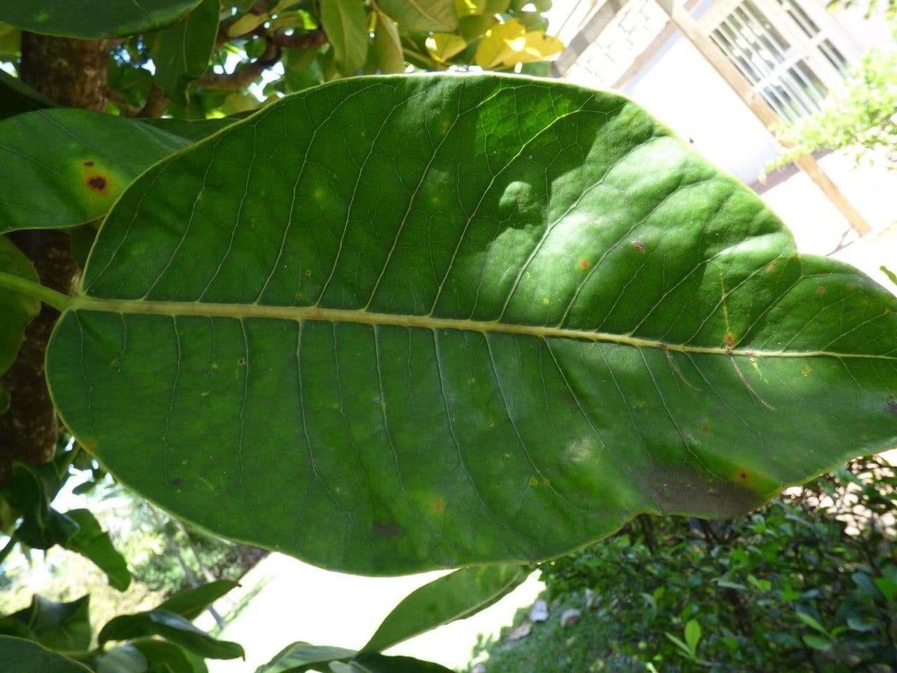 Polyscias 16