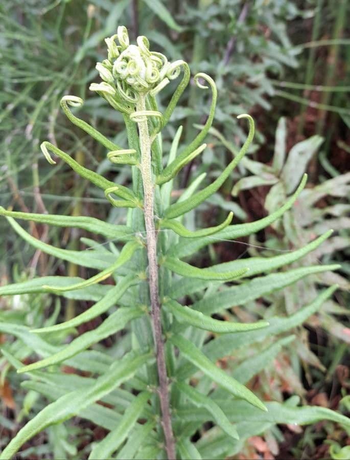 Pityrogramma 4