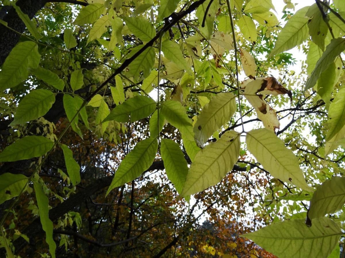 Phellodendron amurense 12