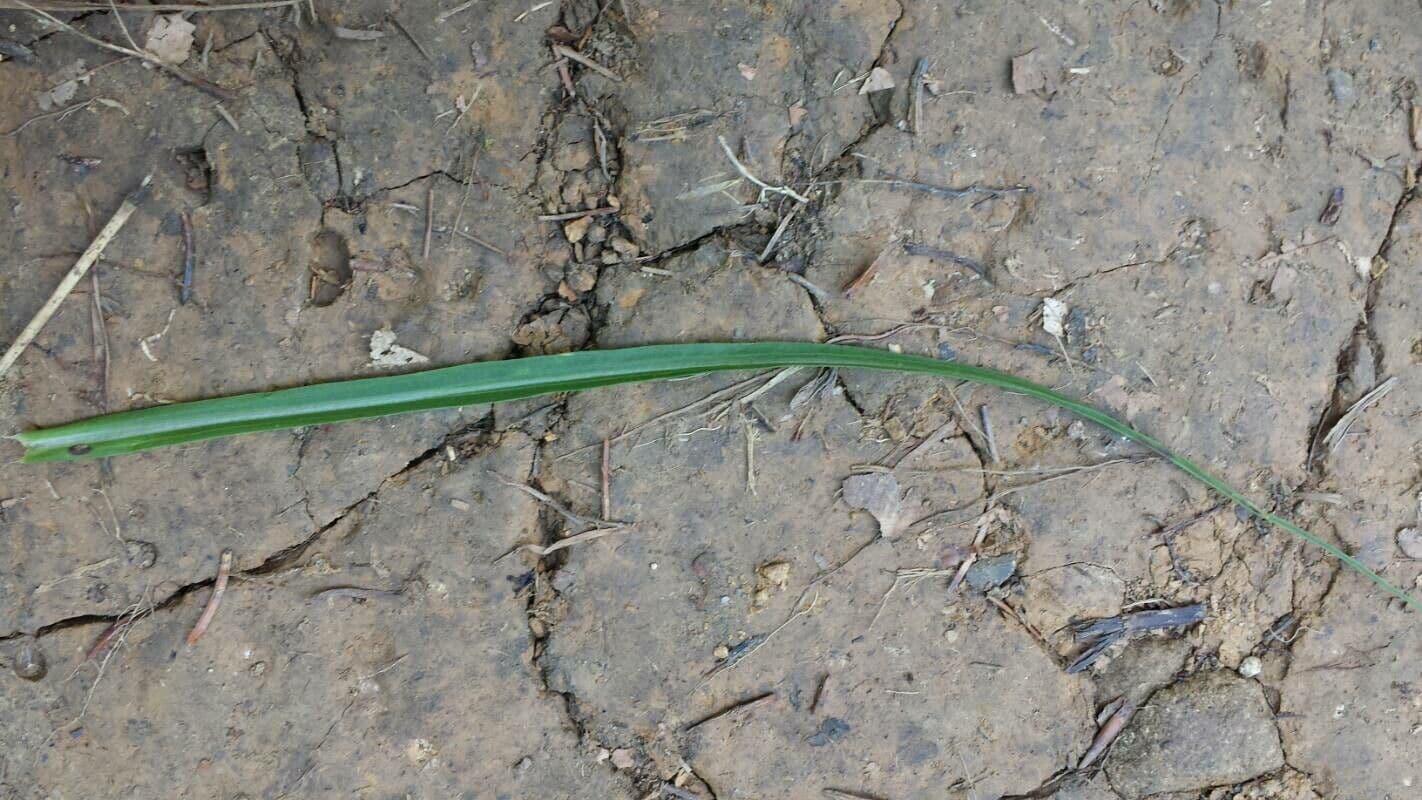 Podospermum 13