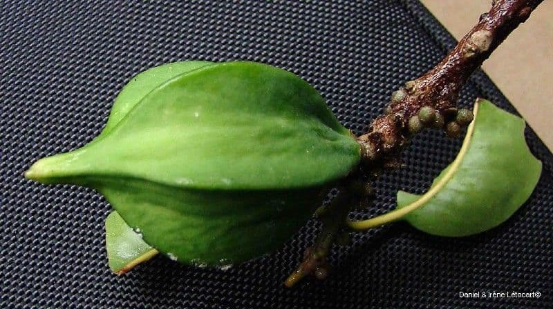 Planchonella 4