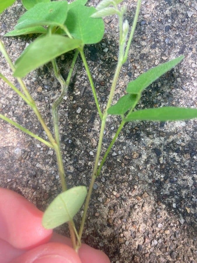 Amphicarpaea bracteata 20