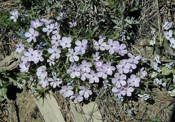 Phlox