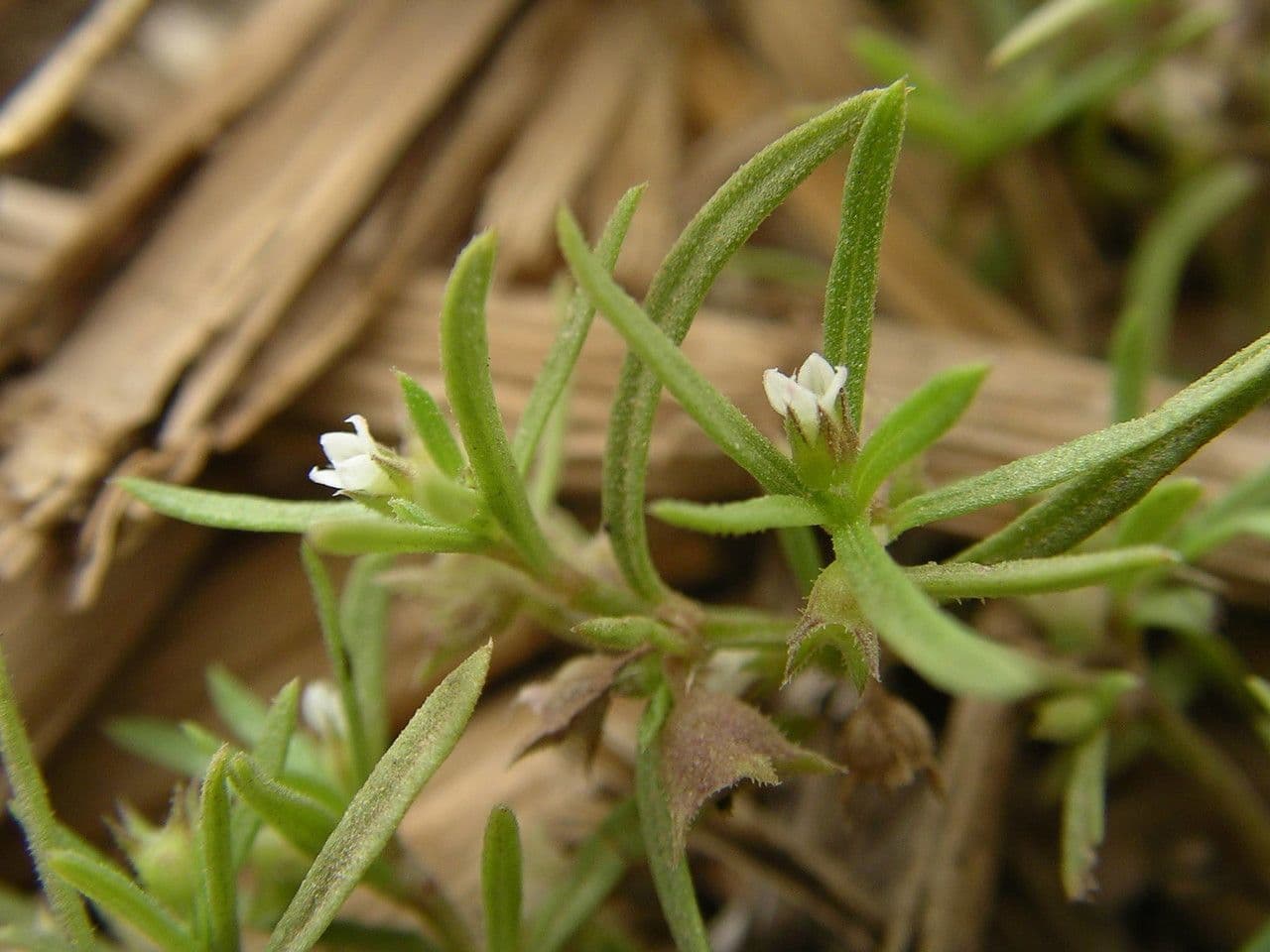 Oldenlandia 12