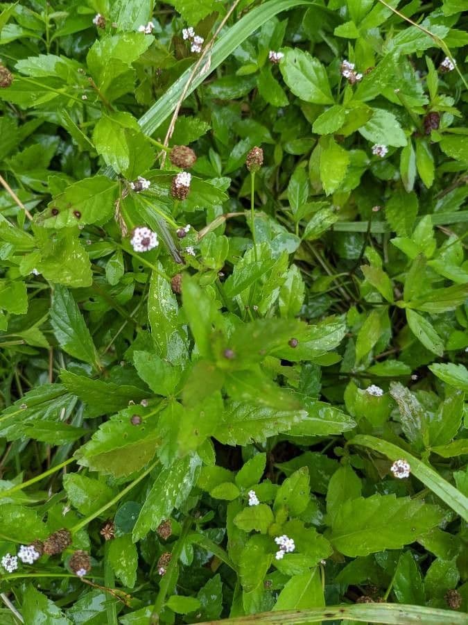 Lippia lanceolata 16