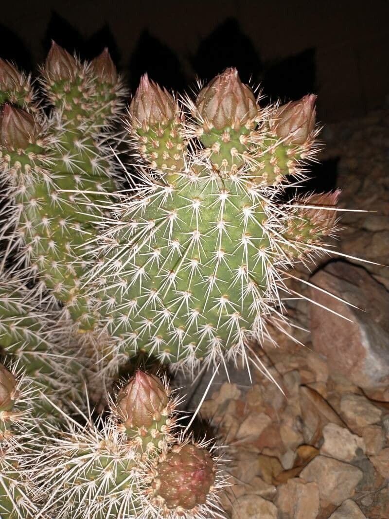Nopal espinoso 5