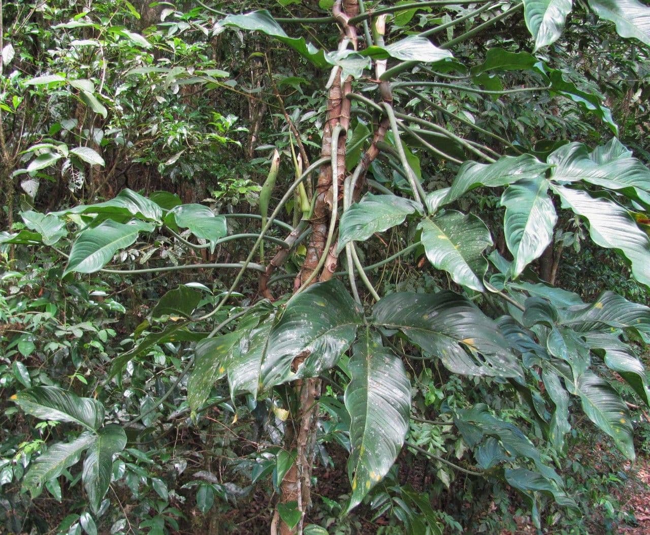 Filodendro tripartito 11