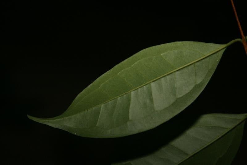 Eugenia 3