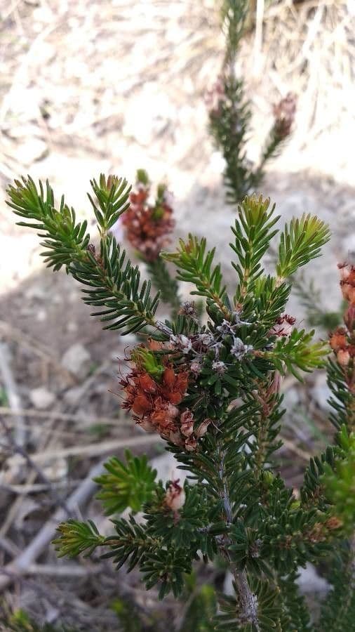 Erica multiflora 20