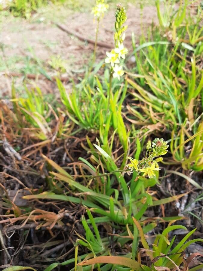 Bulbine bulbosa 6