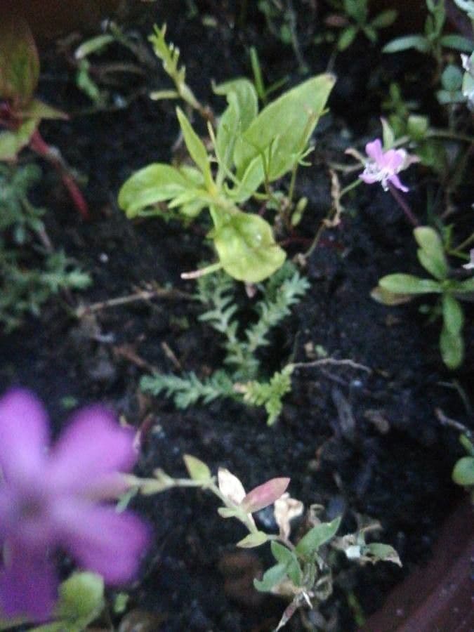 Silene cretica 8