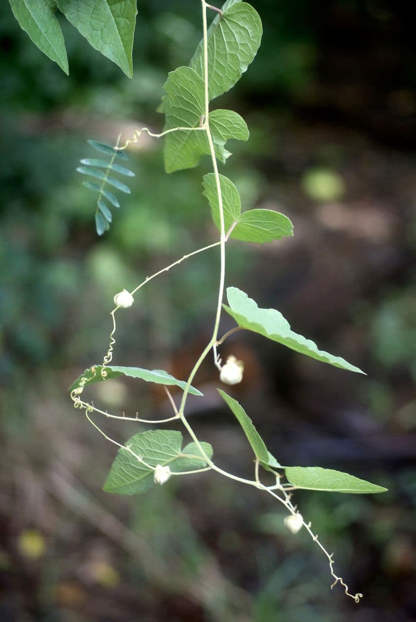 Cardiospermum corindum