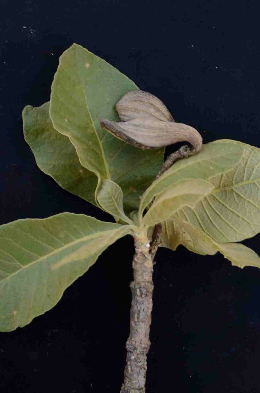 Aspidosperma tomentosum 4