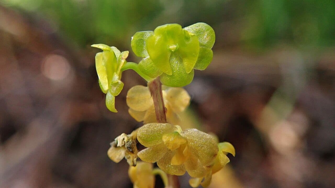 Crepidium taurino 7
