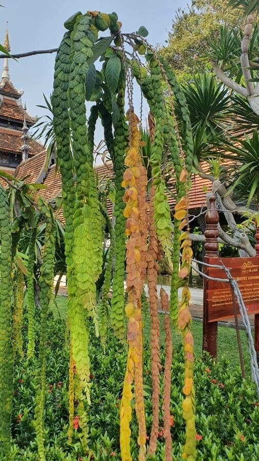 Phyllodium 9