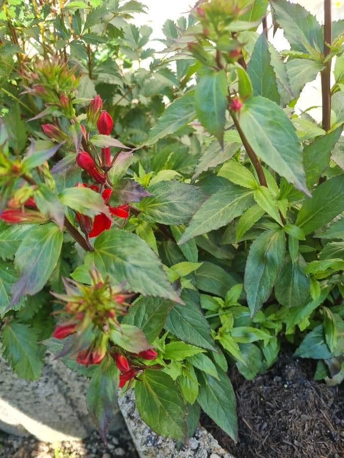 Lobelia cardinale 28