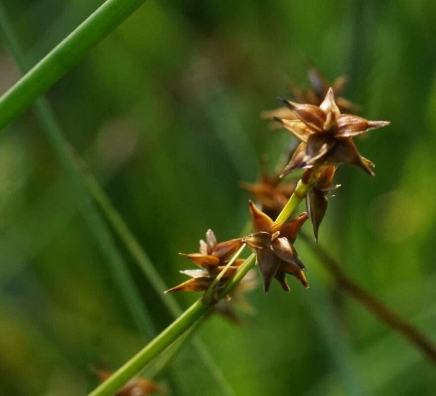 Carice stellata 10
