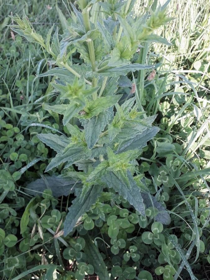 Verbasco blattaria 17