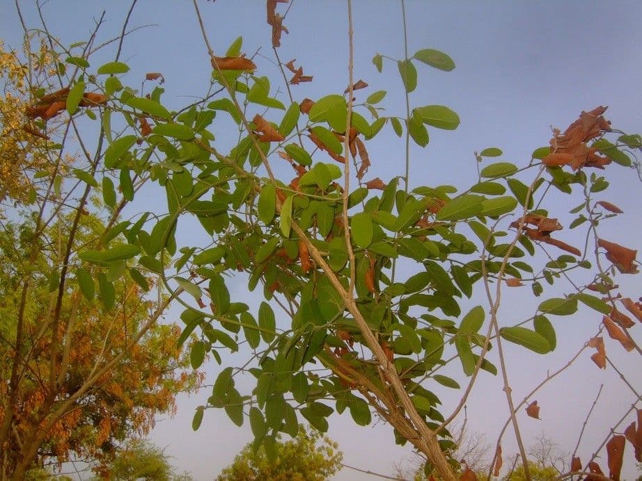 Combretum