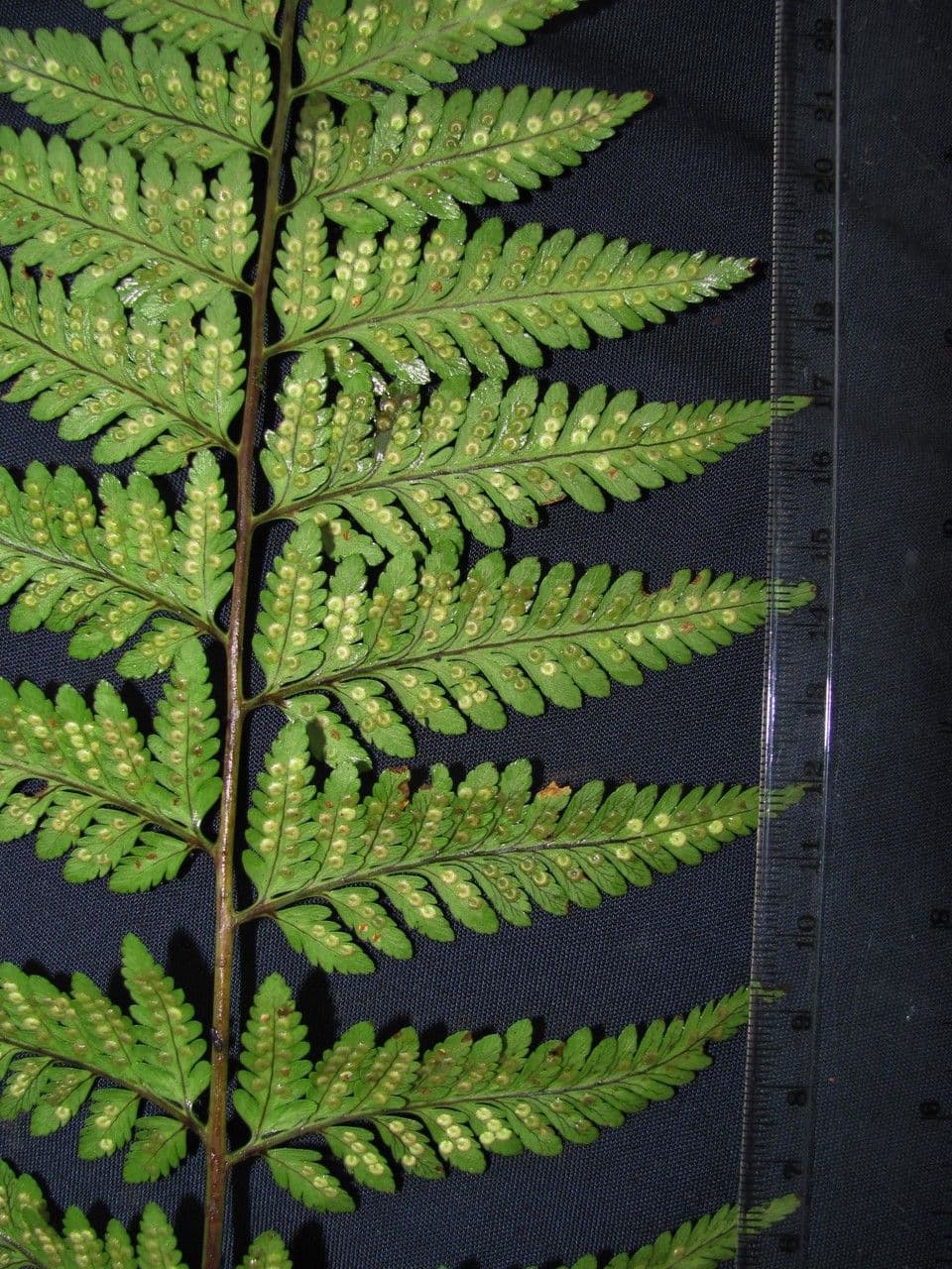 Dryopteris patula