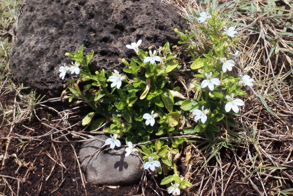 Lobelia strisciante 10