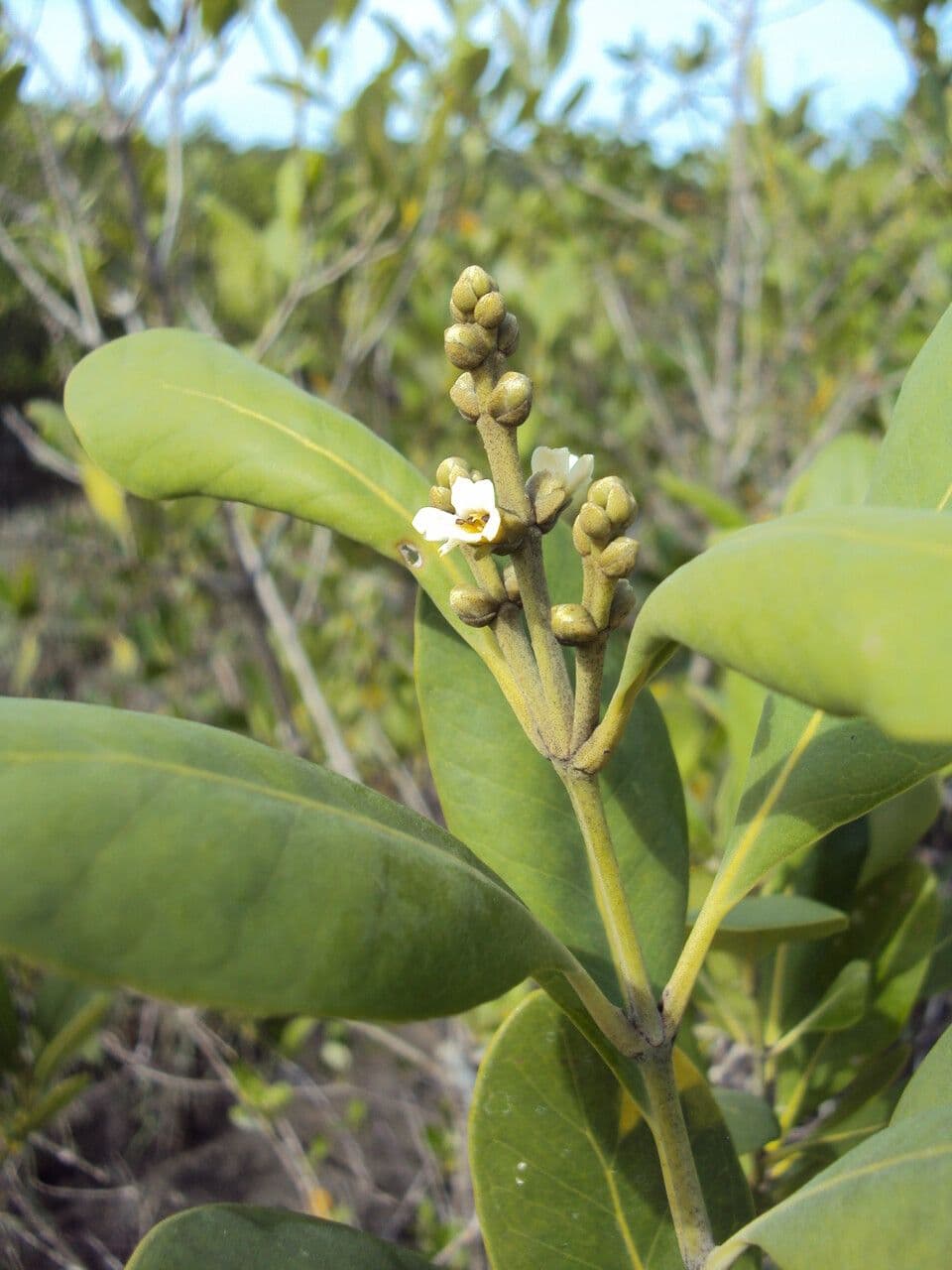 Avicennia schaueriana 7