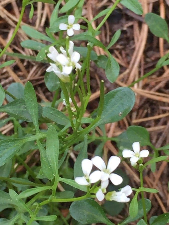 Cardamine bellidifolia 3